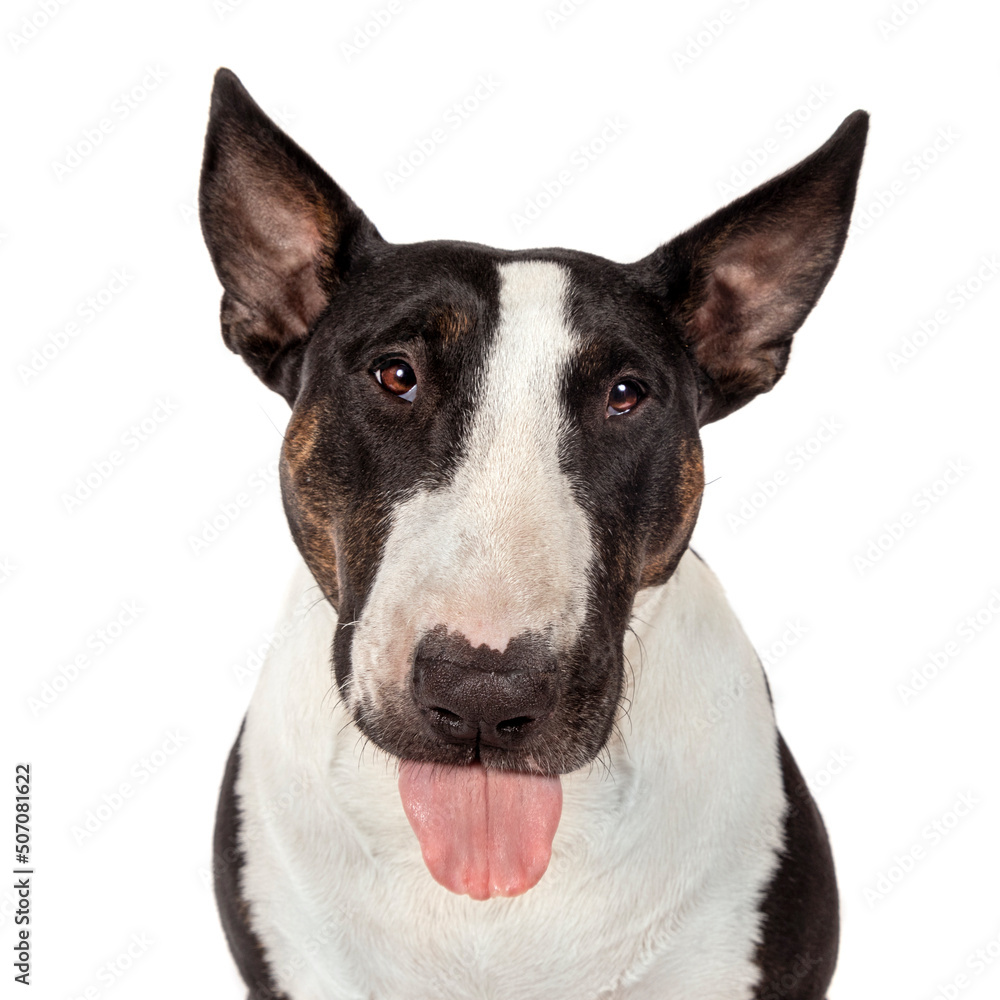 Bull Terrier portrait sticking tongue out. Cheeky. Funny	