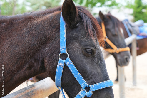 Selective Focus. Close Up of a Black Horse. Horse Standing in Ranch Area With Other Tour Horse. 