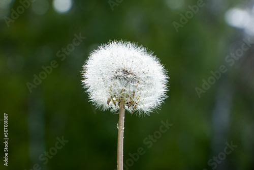 Dandelion seed pod on a green background. Syamyannaya head of a dandelion. Selective focus.