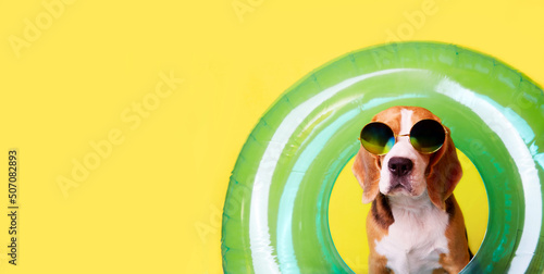 Photography A beagle dog wearing sunglasses and an inflatable swimming circle on a yellow background