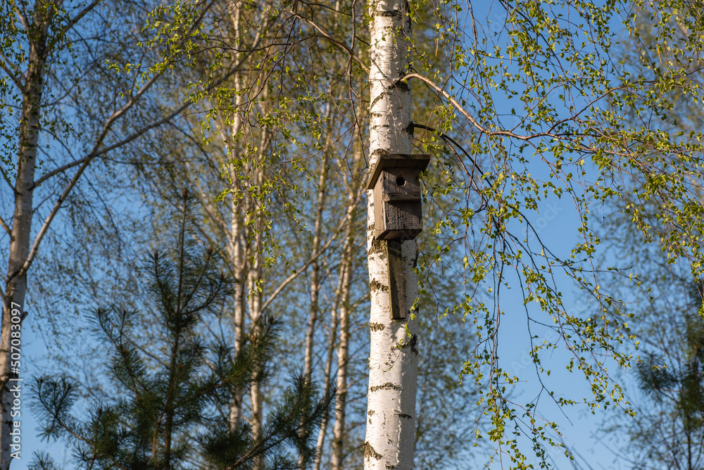 Fototapeta premium Birdhouse on a birch on a sunny day