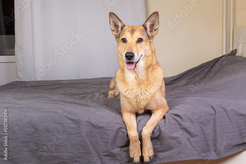 Happy ginger mixed breed dog in style bedroom with king-size bed. Pets friendly hotel or home room. © Alexandr