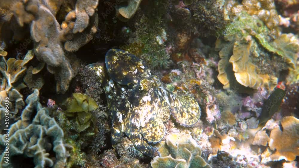Underwater video of small octopus swimming in tropical exotic bay among corals with crystal clear sea. Common reef octopus camouflaged among algae and soft corals. Snorkeling or scuba diving Underwater video of small octopus swimming in tropical exotic bay among corals with crystal clear sea. Common reef octopus camouflaged among algae and soft corals. Snorkeling or scuba diving