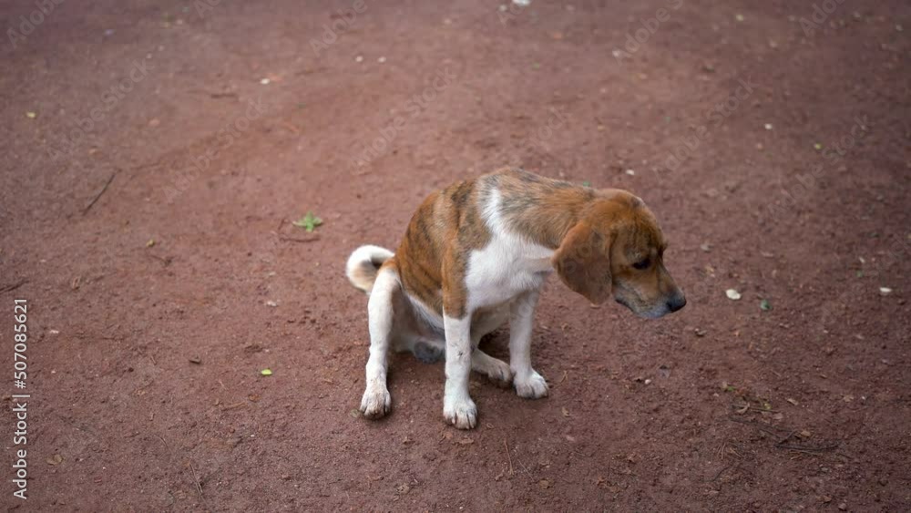 A little local beagle dog is sitting on dirt ground and looking to camera. Animal portrait 4k footage with eye focus. A little local beagle dog is sitting on dirt ground and looking to camera. Animal portrait 4k footage with eye focus.