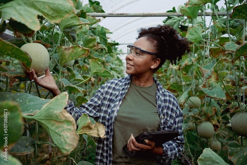 Portrait of Happy African farmer woman check quality products in melon farm examining crop at gardener green house.Thai Agribusiness and online marketing,laptop,internet,American,business concept.