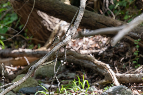 European pied flycatcher