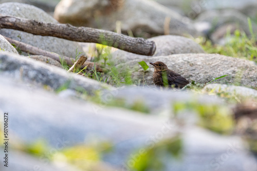Song thrush on grass