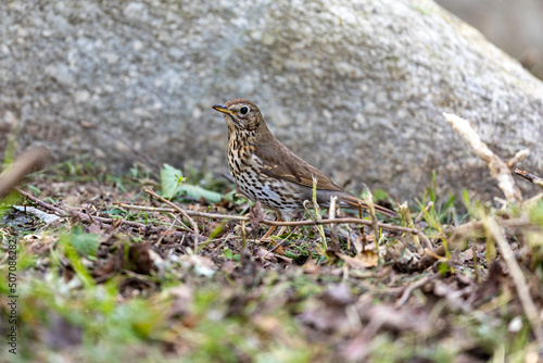 Song thrush on grass © JeanBaptiste