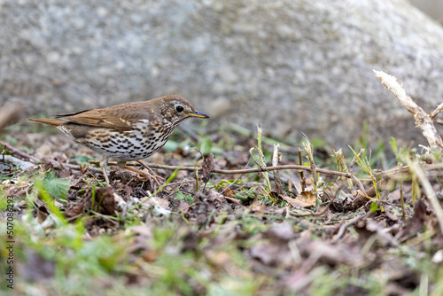 Song thrush on grass