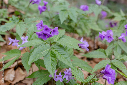 A beautiful violet flower Dentaria glandulosa or Cardamine glanduligera in the green natural background, Carpathians flora photo