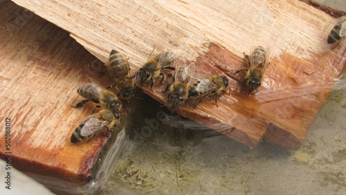 Εκτύπωση καμβά bees drink water