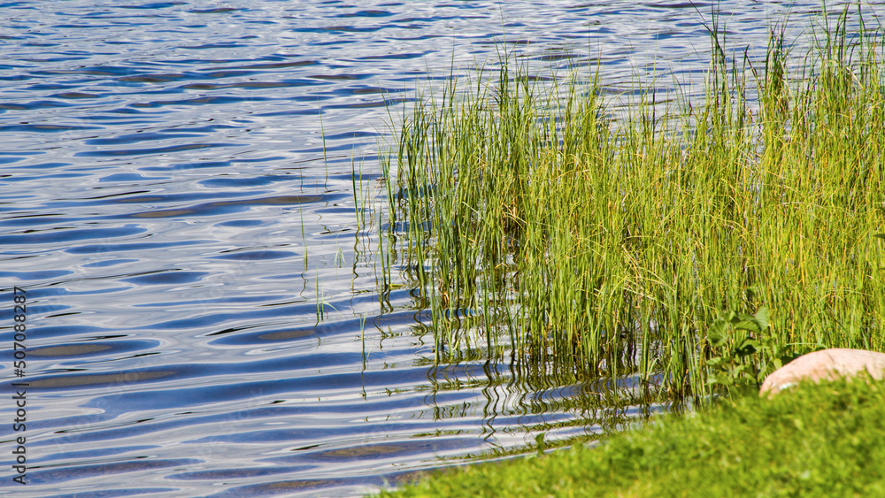 Grass coming out of lake shore in Jyväskylä lake Finland Grass coming out of lake shore in Jyväskylä lake Finland