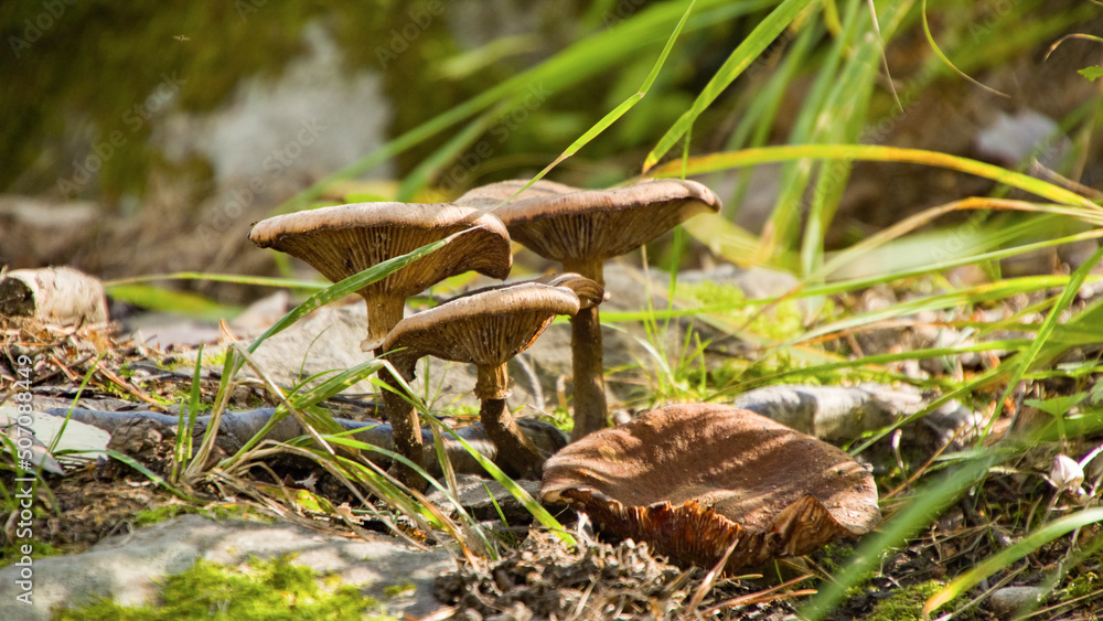 Light shining through to brown Wild Mushrooms on forest floor - jyväskylä, Finland Light shining through to brown Wild Mushrooms on forest floor - jyväskylä, Finland