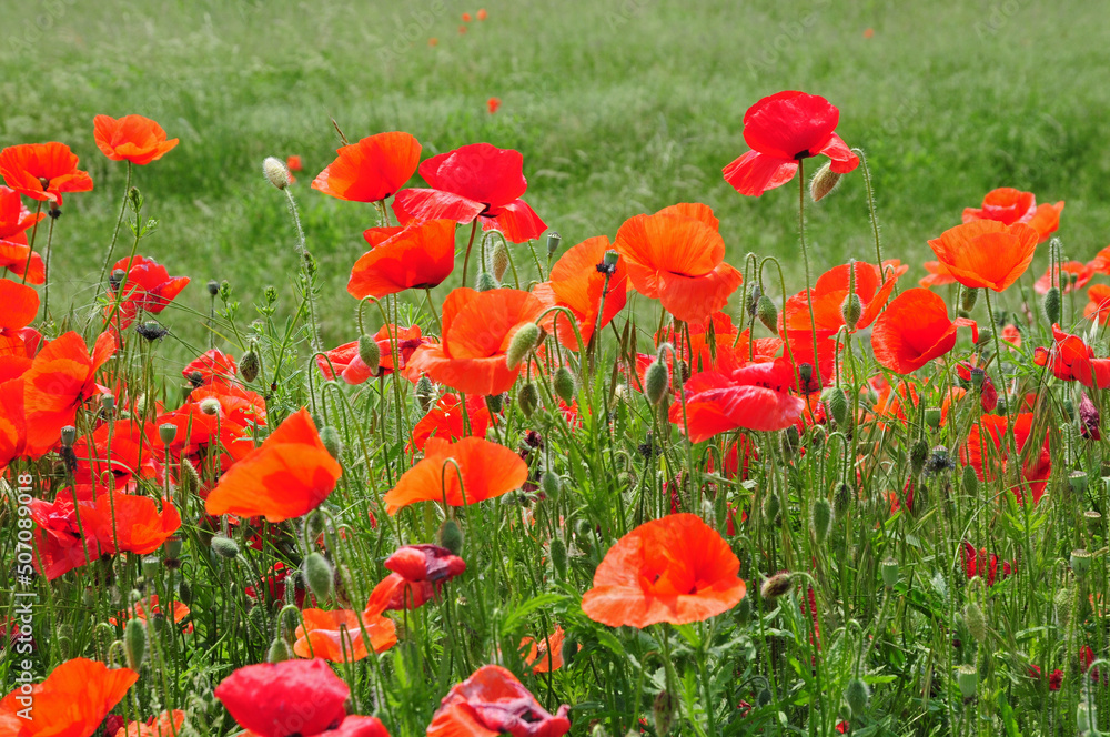 Fototapeta premium Papaveri nel Parco della Vettabbia, Milano