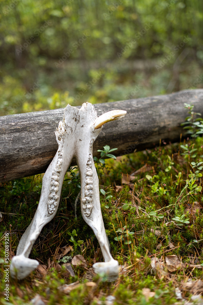 lower jaw of a boar with a broken tusk near a log lower jaw of a boar with a broken tusk near a log