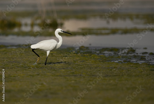 Little Egret at Asker marsh, Bahrain © Dr Ajay Kumar Singh