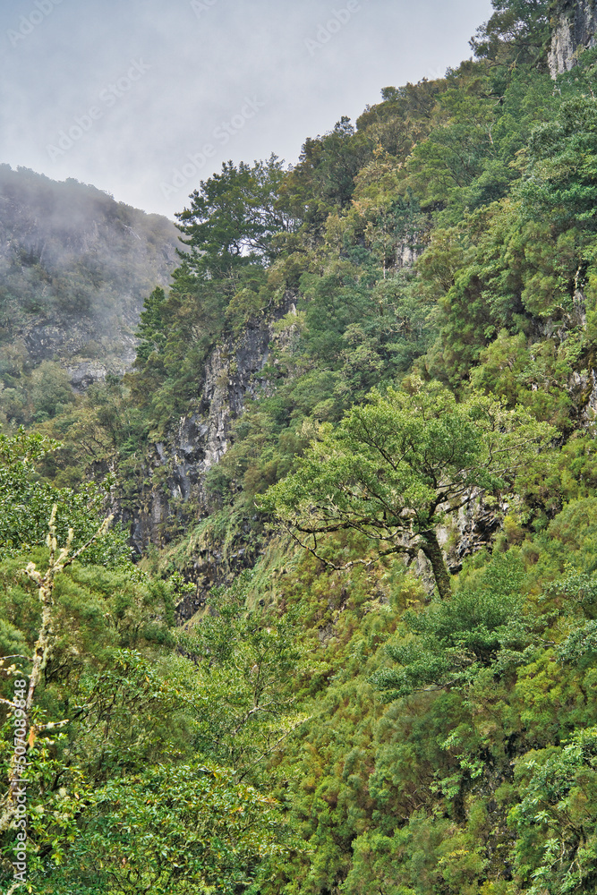 Obraz premium The magnificent inland of the island of Madeira, hiking, Laurisilva Nationalpark