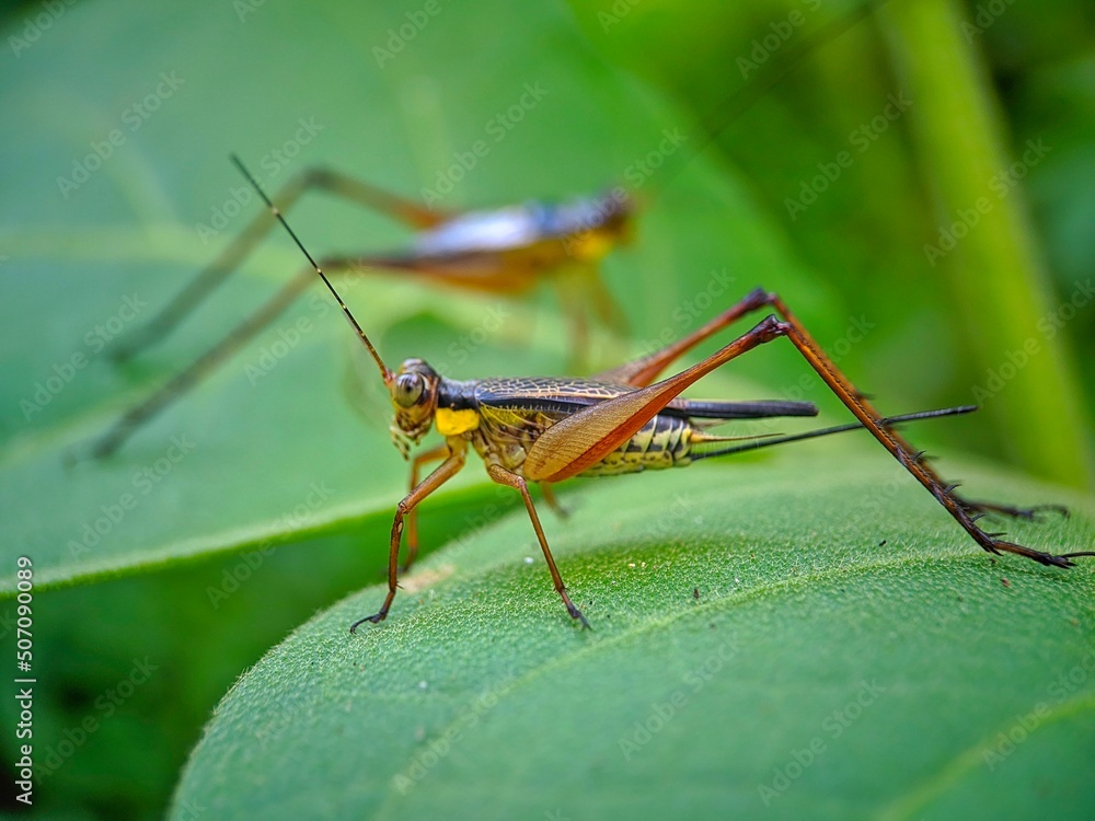 grasshopper on a leaf grasshopper on a leaf