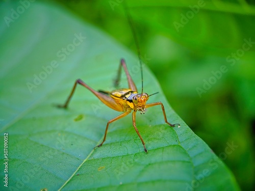grasshopper on a leaf © light stock