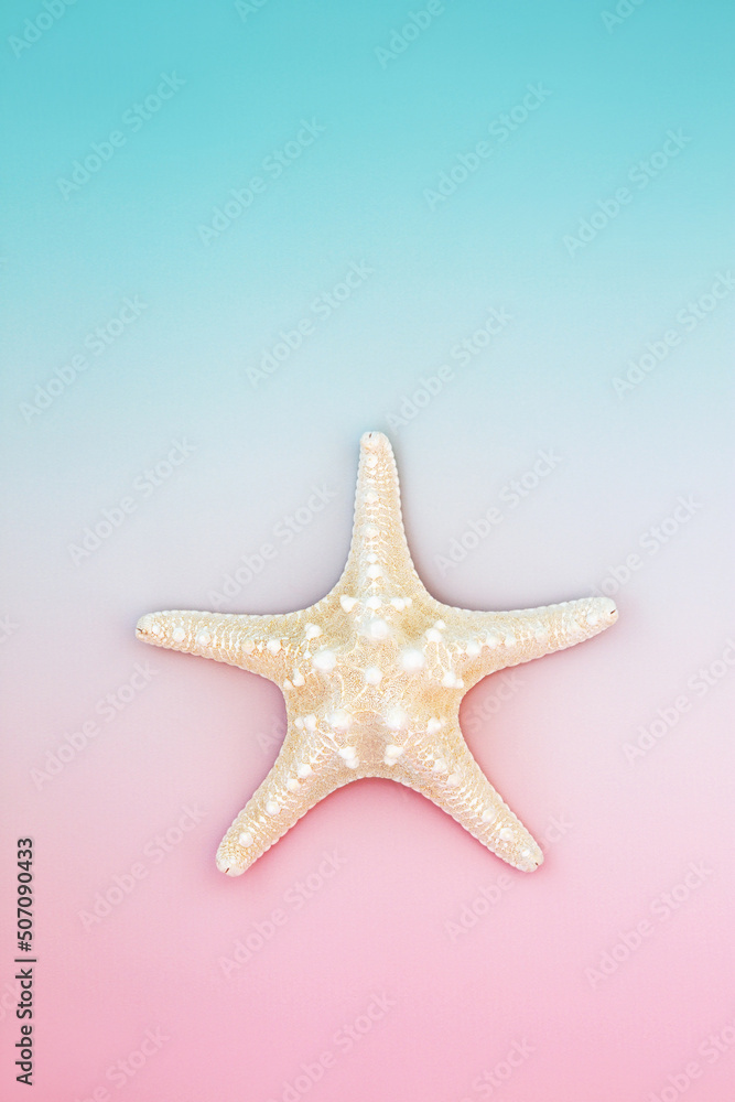 Starfish sea shell natural symbol on pastel blue pink background. Abstract minimal summer nature composition. Flat lay, top view, copy space.