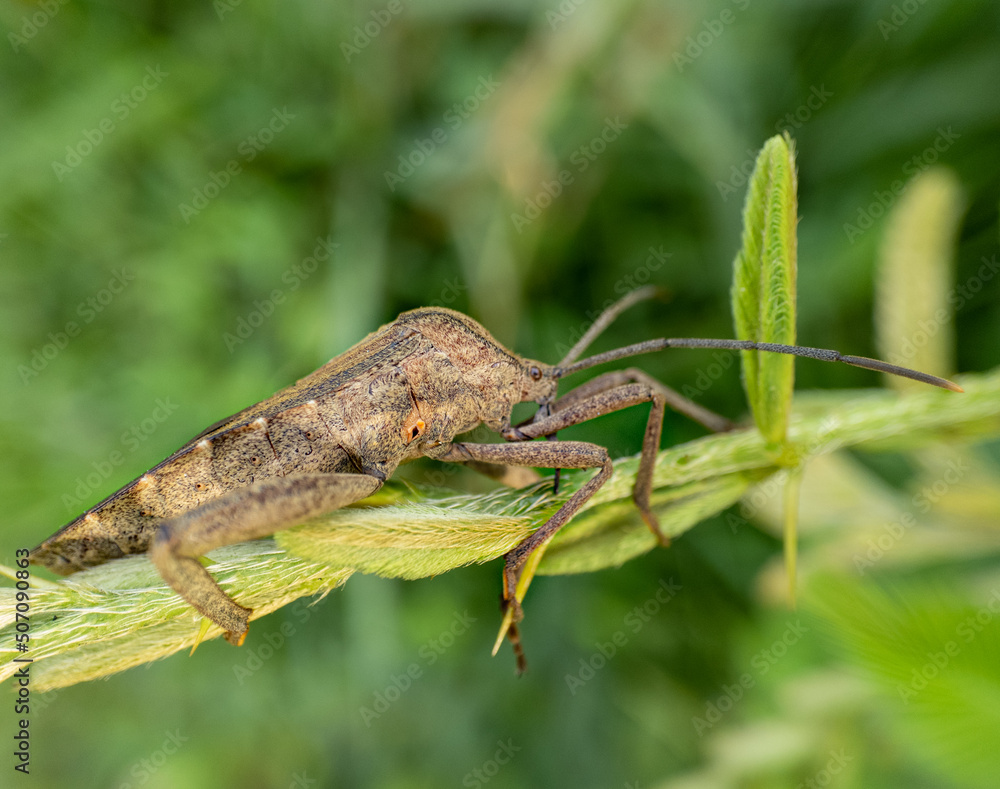 grasshopper on the leaf grasshopper on the leaf