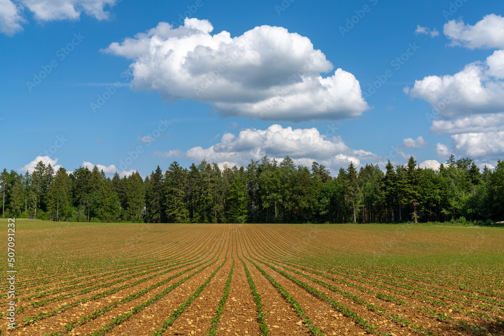 view of a freshly planted farm field with green seedlings with forest in the background under a blue sky with white clouds