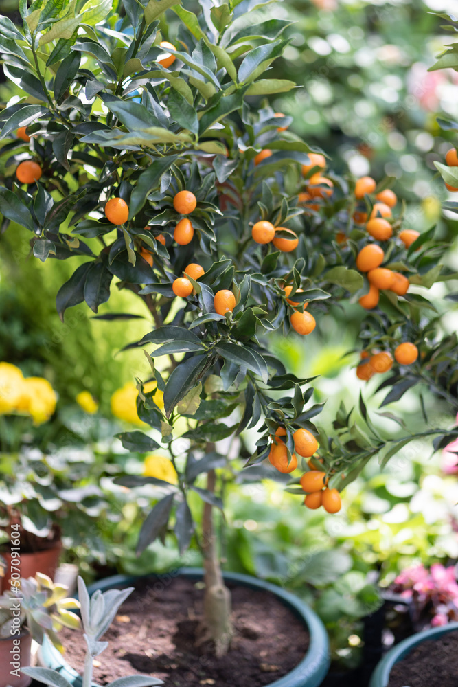 Miniature citrus kumquat trees with fruits in pot and other flowers for sale in garden shop. Fortunella margarita, mandarin trees. Citrus plants for interior. Outdoor floral shop, gardening concept. 