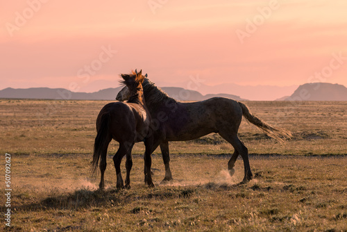Pair of Wild Horse Stallions Fighting at Sunrise in the Utah Desert