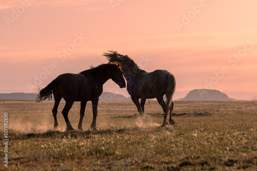 Pair of Wild Horse Stallions Fighting at Sunrise in the Utah Desert © natureguy