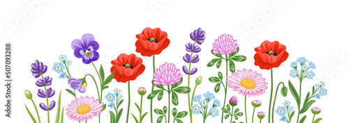 Horizontal banner with colorful blooming wild flowers. Floral background with poppy, pansy, red clover and meadow plants and leaves. Spring botanical vector illustration on white background.
