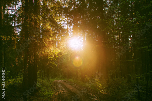 Bright morning sun in the forest. the concept of unity with nature. A walk through the forest after the rain. birdsong and the rays of the sun delight the eye in the early morning.selective soft focus