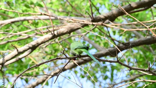 Green Parrot on a branch of a tree.
Bird observation, 4k footage in real time