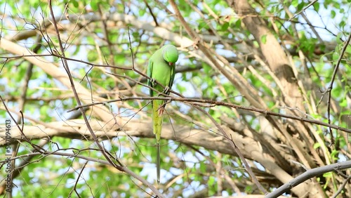 Green Parrot perches gracefully on a tree branch, urban wildlife and bird observation