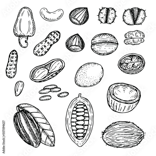Nuts set vector illustration, hand drawing sketch