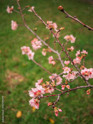 sakura trees, pink cherry blossom