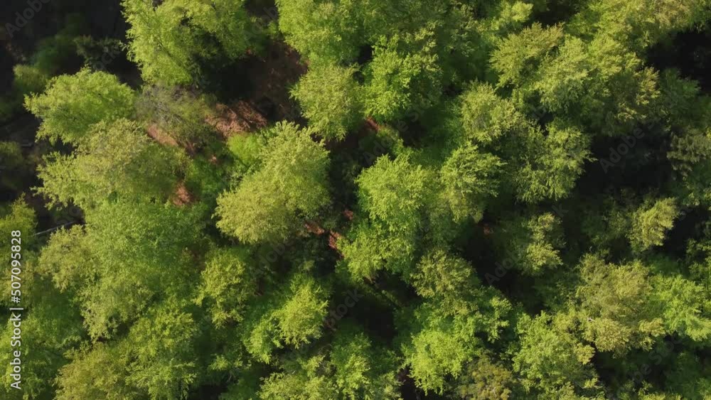 Aerial top view of the green forest with foliage in spring warm sunlight Aerial top view of the green forest with foliage in spring warm sunlight
