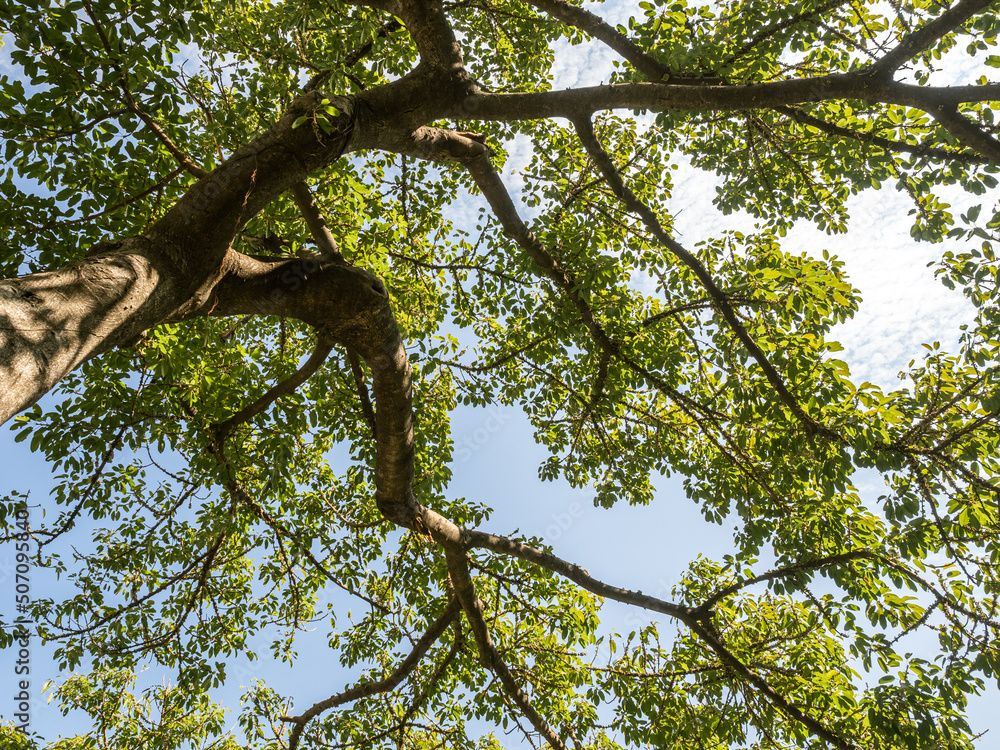 Fototapeta premium Looking up a tree green and yellow leaves