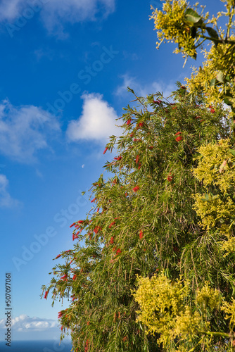 Bottlebrush Myrtaceae or Callistemon viminalis tree with brush like red flowers in the blue sky background with ocean. Myrtaceae in Madeira Portugal photo