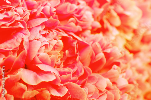 Beautiful flower background