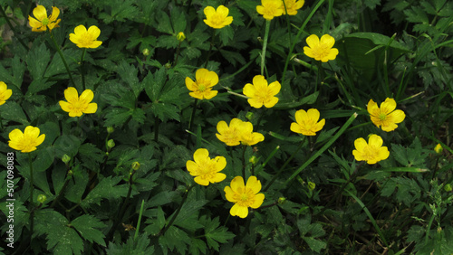 yellow flowers in green grass