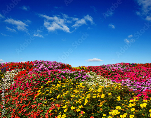 Field of daisies
