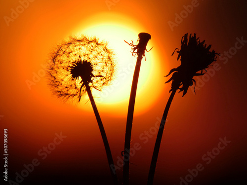 Dandelion or dandelion in the setting sun in Goslar am Harz in the state of Lower Saxony in Germany.