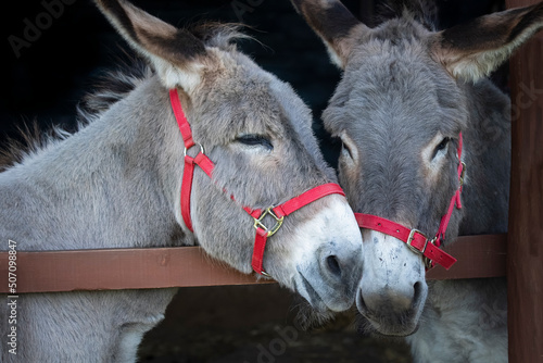 Two grey donkey's close together, head and shoulders close up.