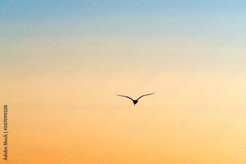 Fototapeta premium The silhouette of a flying seagull against the background of a blue-yellow sunset sky.