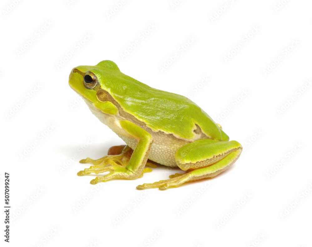 Green tree frog isolated on white Green tree frog isolated on white
