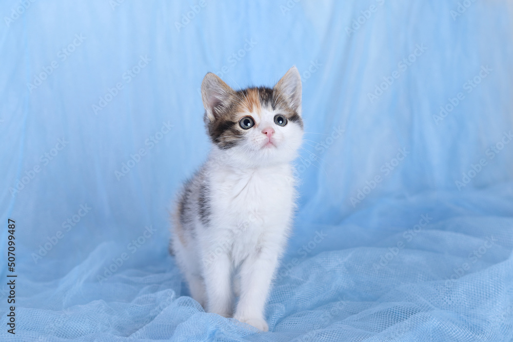 Cat sitting on a blue background. Kitten close up. Cat posing at camera. Little  Kitten with big eyes. Copy space. Pet care . Tabby. Horizontal image. Merry Christmas. Concept of adorable little pets.