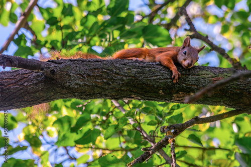Bright red squirrel on a tree branch. Forest animals. Summer green leaves in sunlight. Environment protection. © Valentin Kundeus