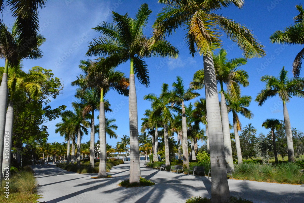 palm trees on the beach