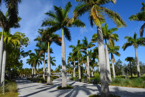 palm trees on the beach © Alexander