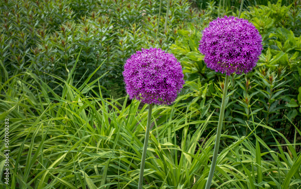 Obraz premium Alium Purple Tribus Allieae